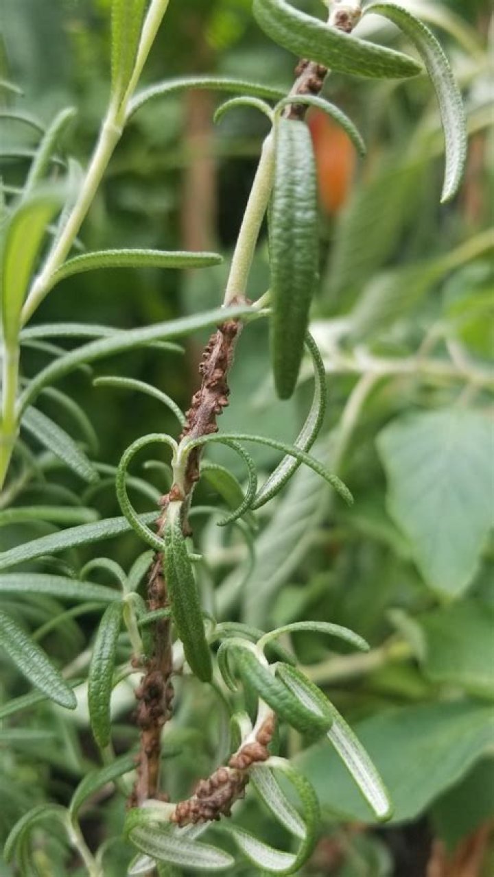 Are rosemary stems poisonous