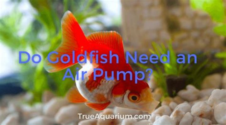 Do goldfish need air pump