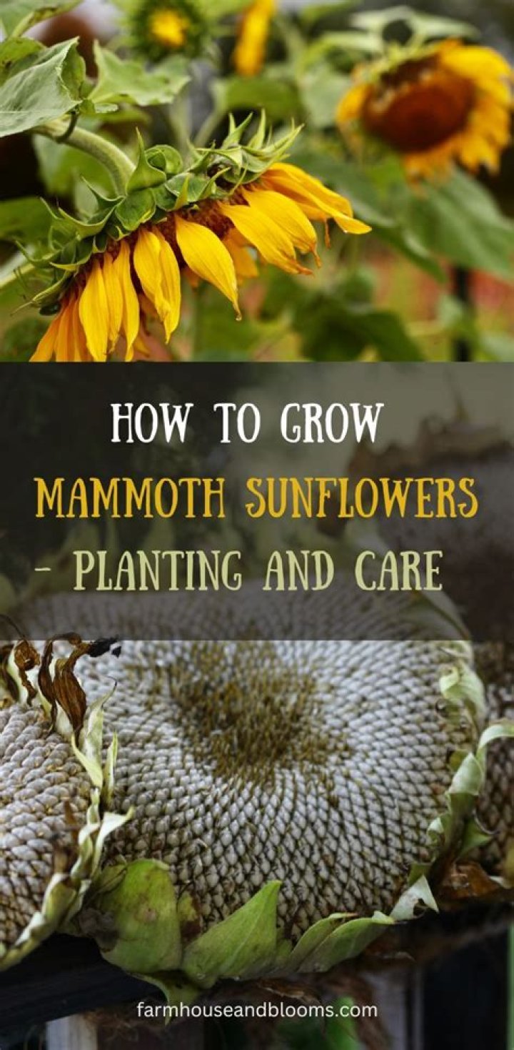 Do mammoth sunflowers need support