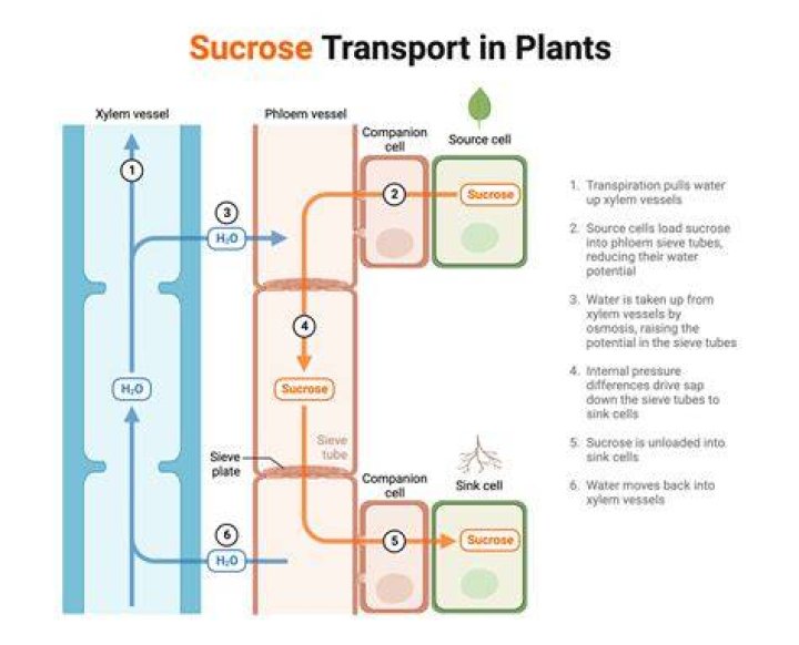 Does a potato cell have sucrose?