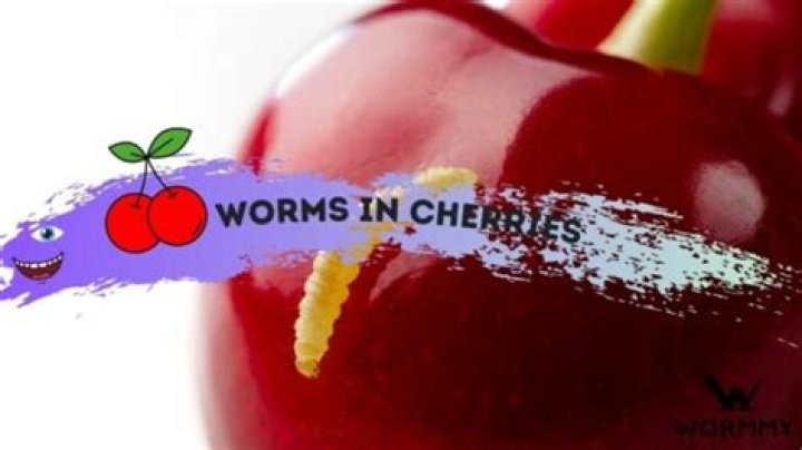 How do you know if cherries have worms