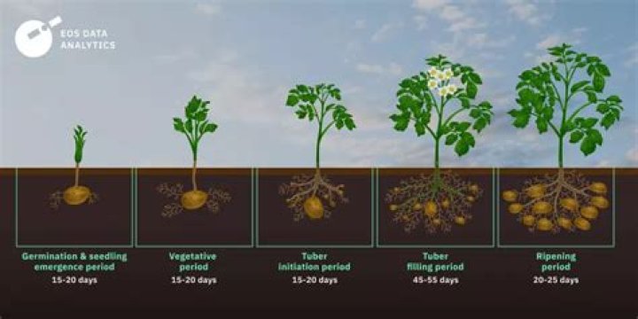 How many potatoes does a sprout produce?