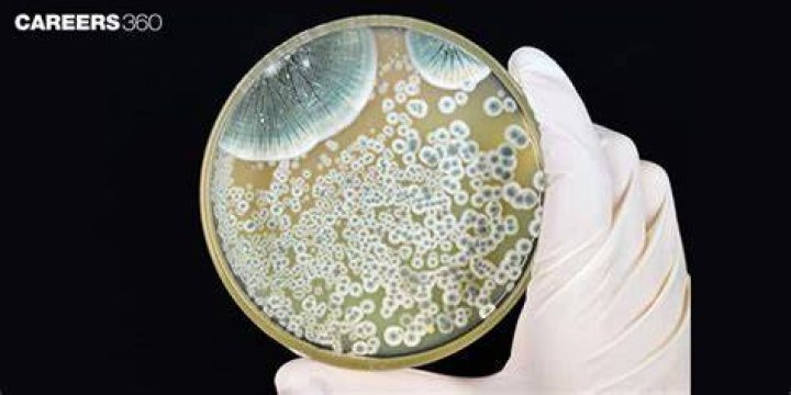 How was penicillin discovered